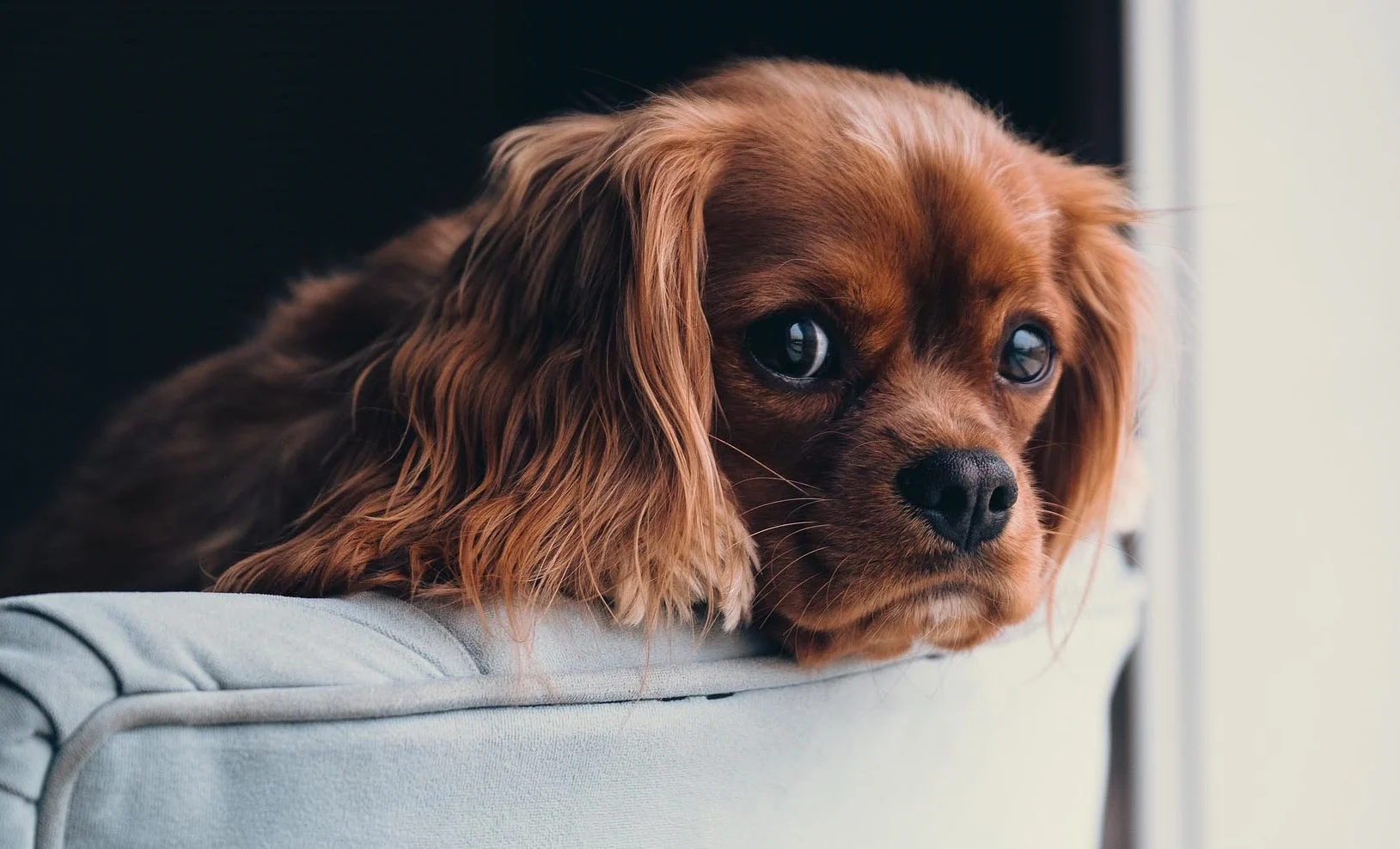 Proactivity vs. Passivity Training with your dog